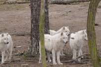 Wildpark Johannismühle – Neue Gastro eröffnet
