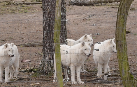 Wildpark Johannismühle – Neue Gastro eröffnet