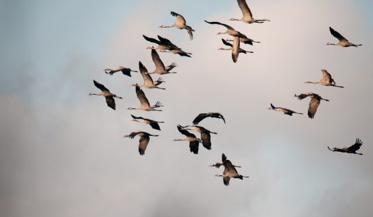 Vogelzüge, Sternbilder, Havelglanz – Milow zeigt Brandenburgs Vielfalt