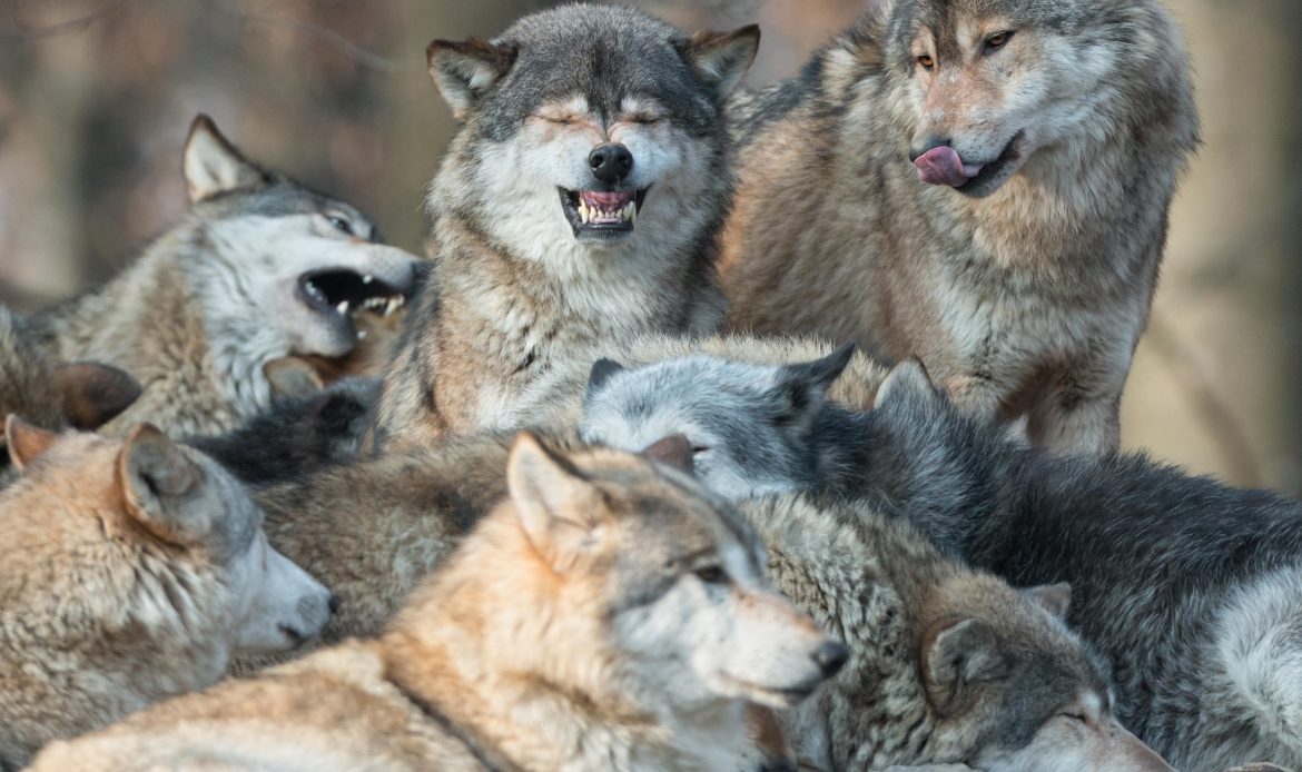 Der Wolf kann zu Brandenburg gehören