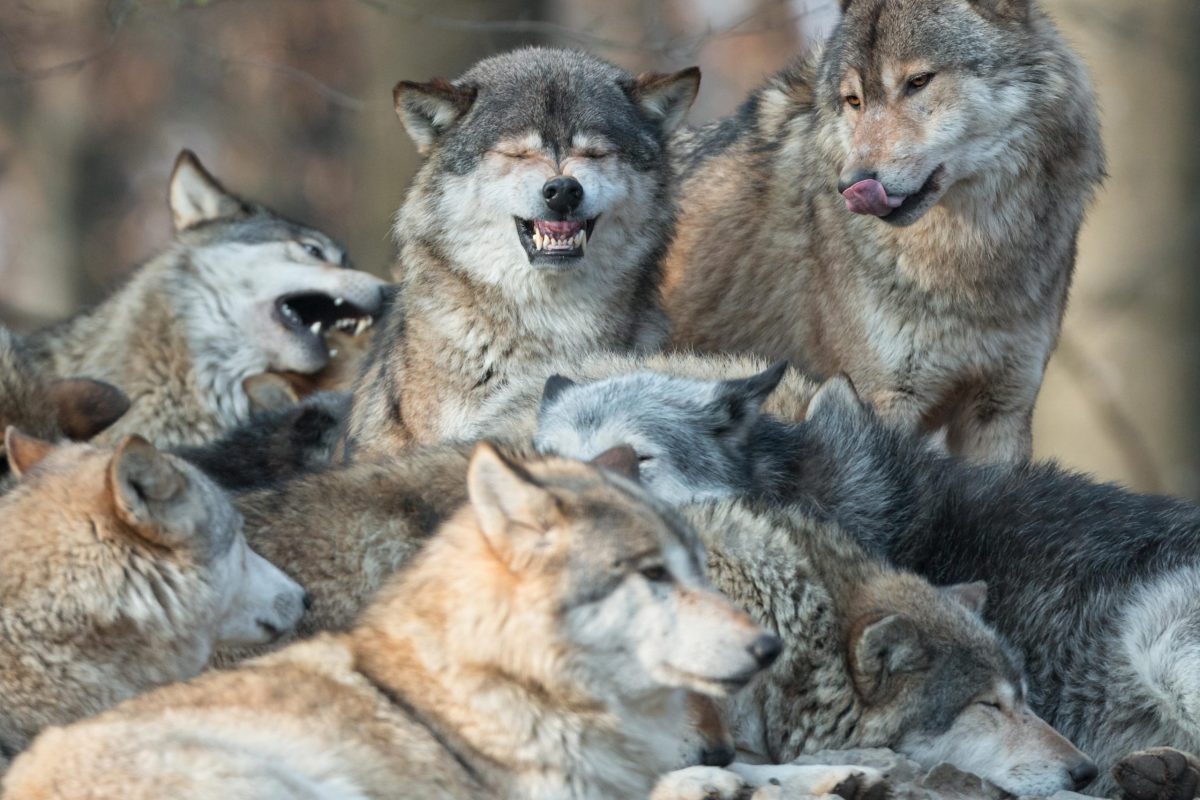 Der Wolf kann zu Brandenburg gehören