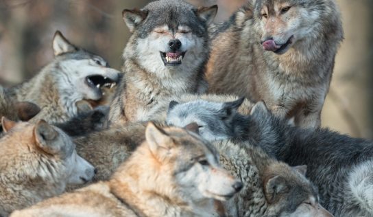 Der Wolf kann zu Brandenburg gehören